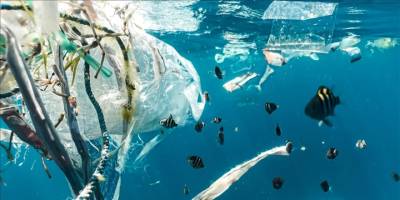 Büyük Pasifik’te çöp alanlarında deniz canlısı türleri gelişmeye başladı