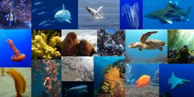 BBNJ Anlaşması yürürlüğe giriyor