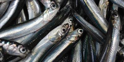 Hamsi ihracatından elde edilen gelir 2025'te yüzde 7 arttı