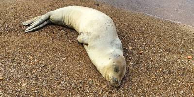 Antalya'da kıyıya vuran Akdeniz foku yeniden denizle buluşturuldu