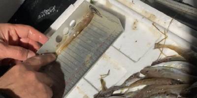 Yasal boy sınırının altında 3 ton mezgit ele geçirildi