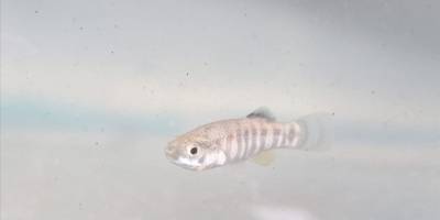 Nesli tükenme tehlikesi altındaki dişli sazancık balığı koruma altında