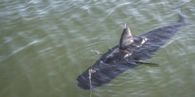 ABD Donanması’nın Robotik “Hayalet Yüzücü” Yeni Köpekbalığı Göreve Hazır