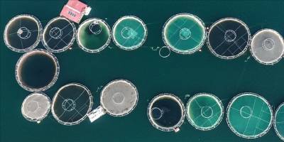 Küresel ısınma kültür balıkçılığında enfeksiyon kaynaklı ölümleri artırıyor