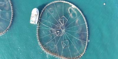 Ordu'daki kafes balıkçılığı tesislerinde 6 bin ton üretim gerçekleşti