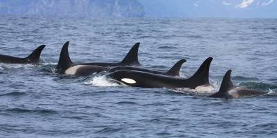 Denizlerin Zirve Avcısı Orkalarda Yamyamlık İddiası