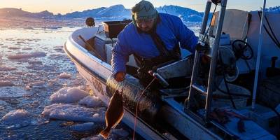 Grönland’da İklim Değişimi Balıkçılık Modelini Dönüştürüyor