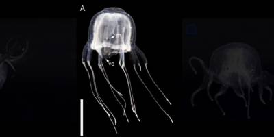 24 tane gözü olan deniz anası keşfedildi